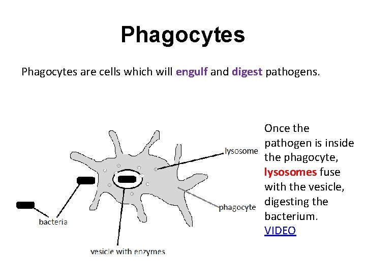 Phagocytes are cells which will engulf and digest pathogens. Once the pathogen is inside