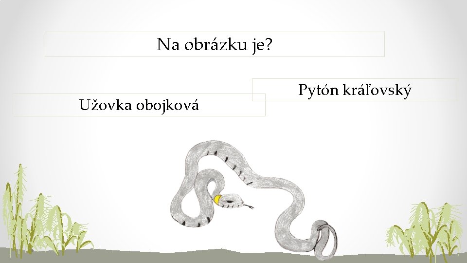 Na obrázku je? Užovka obojková Pytón kráľovský 