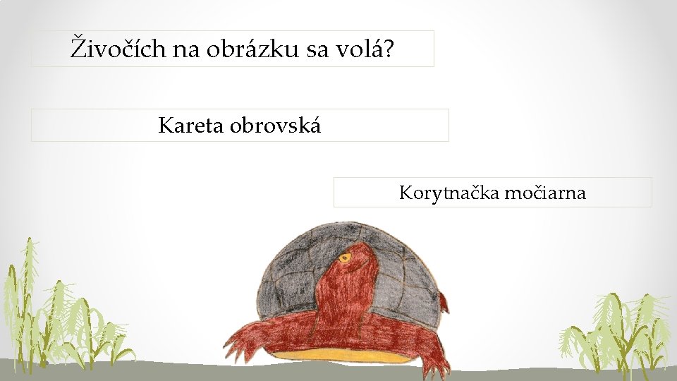 Živočích na obrázku sa volá? Kareta obrovská Korytnačka močiarna 