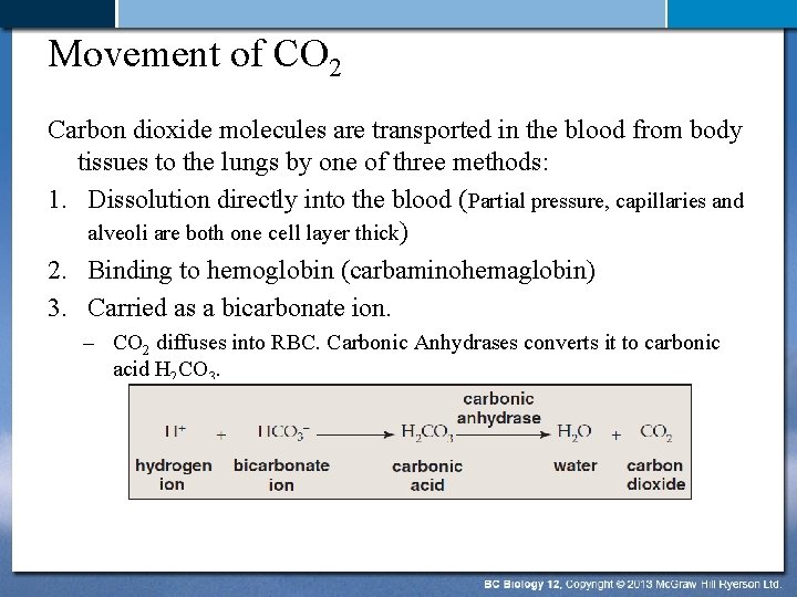 Movement of CO 2 Carbon dioxide molecules are transported in the blood from body