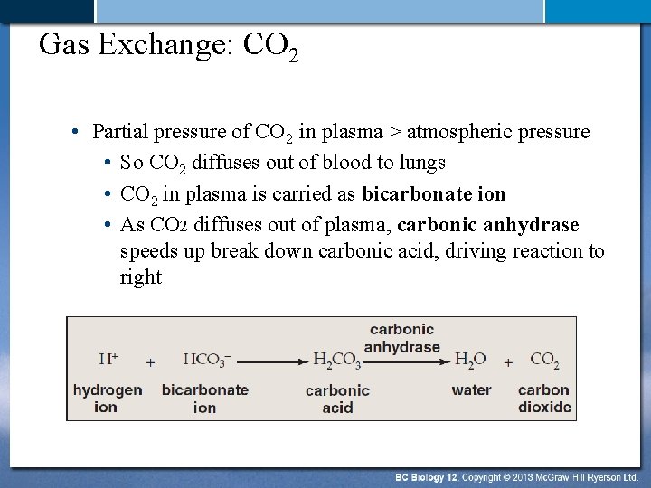 Gas Exchange: CO 2 • Partial pressure of CO 2 in plasma > atmospheric