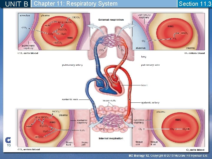 UNIT B Chapter 11: Respiratory System TO PREVIOUS SLIDE Section 11. 3 