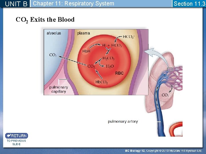 UNIT B Chapter 11: Respiratory System CO 2 Exits the Blood TO PREVIOUS SLIDE