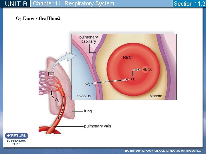 UNIT B Chapter 11: Respiratory System O 2 Enters the Blood TO PREVIOUS SLIDE