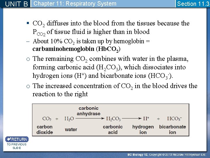 UNIT B Chapter 11: Respiratory System Section 11. 3 § CO 2 diffuses into