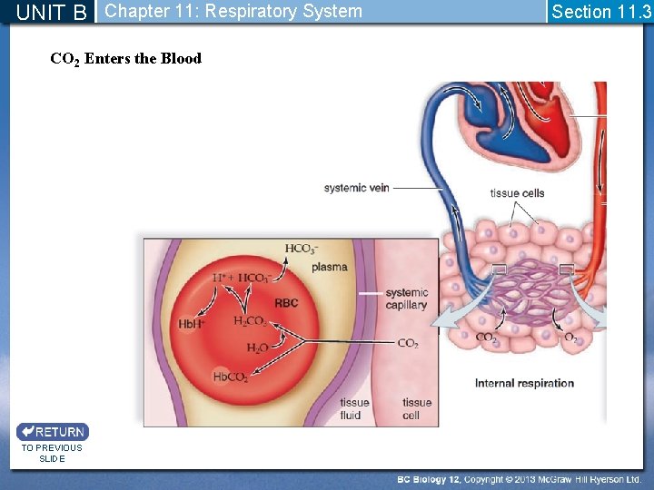 UNIT B Chapter 11: Respiratory System CO 2 Enters the Blood TO PREVIOUS SLIDE