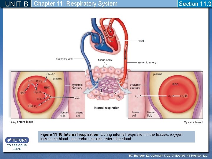UNIT B Chapter 11: Respiratory System Section 11. 3 Figure 11. 10 Internal respiration.