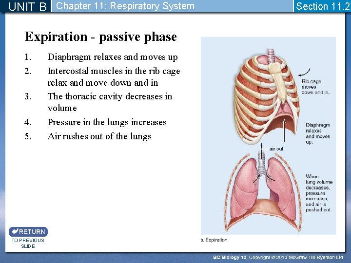 UNIT B Chapter 11: Respiratory System Expiration - passive phase 1. 2. 3. 4.
