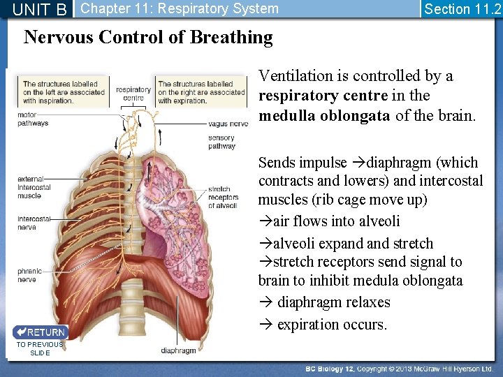UNIT B Chapter 11: Respiratory System Section 11. 2 Nervous Control of Breathing Ventilation