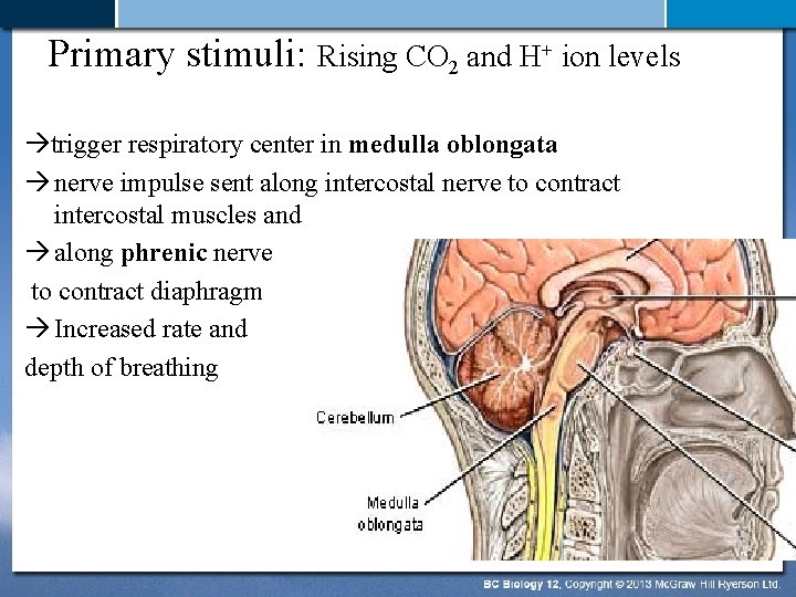 Primary stimuli: Rising CO 2 and H+ ion levels trigger respiratory center in medulla