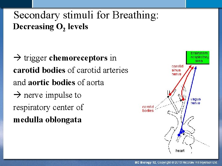 Secondary stimuli for Breathing: Decreasing O 2 levels trigger chemoreceptors in carotid bodies of