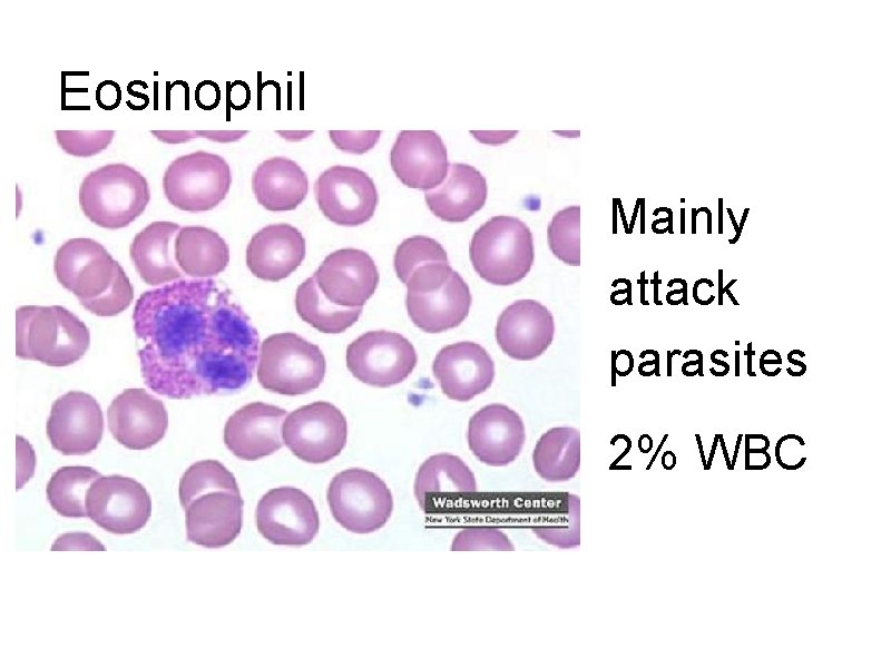 Eosinophil Mainly attack parasites 2% WBC 