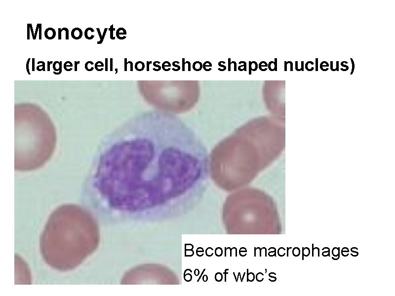 Monocyte (larger cell, horseshoe shaped nucleus) Become macrophages 6% of wbc’s 