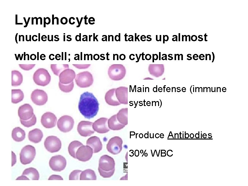 Lymphocyte (nucleus is dark and takes up almost whole cell; almost no cytoplasm seen)