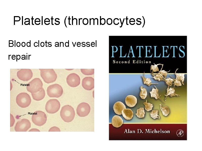 Platelets (thrombocytes) Blood clots and vessel repair 
