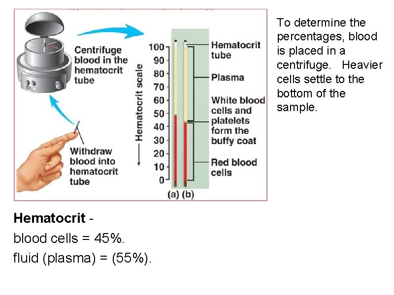 To determine the percentages, blood is placed in a centrifuge. Heavier cells settle to