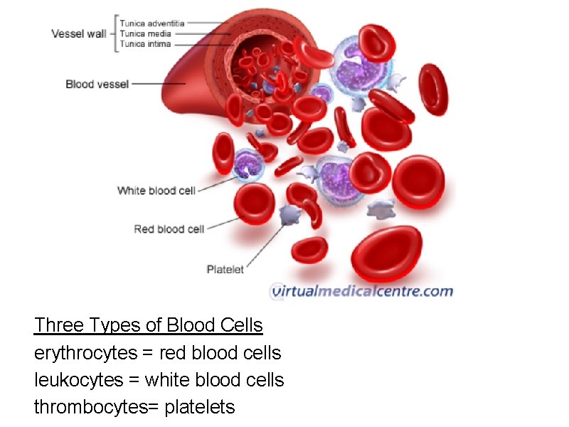 Three Types of Blood Cells erythrocytes = red blood cells leukocytes = white blood
