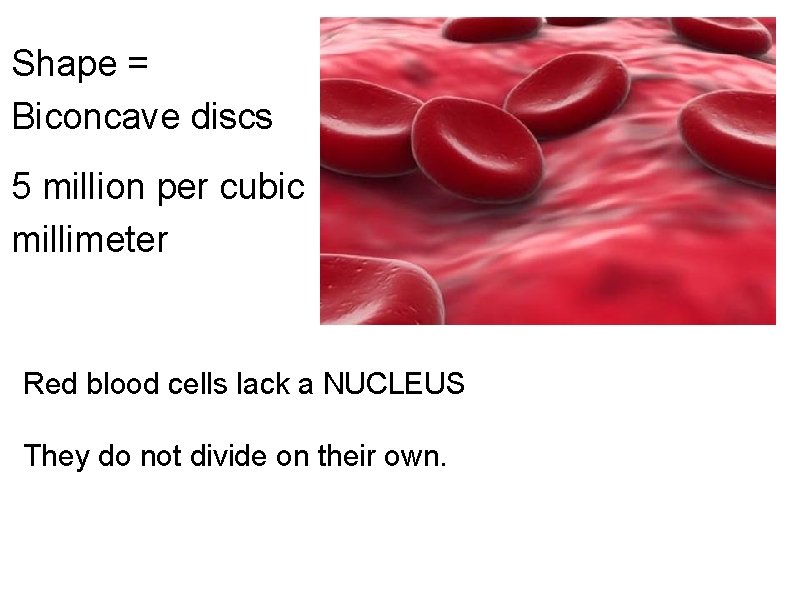 Shape = Biconcave discs 5 million per cubic millimeter Red blood cells lack a