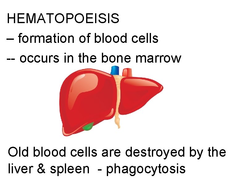 HEMATOPOEISIS – formation of blood cells -- occurs in the bone marrow Old blood