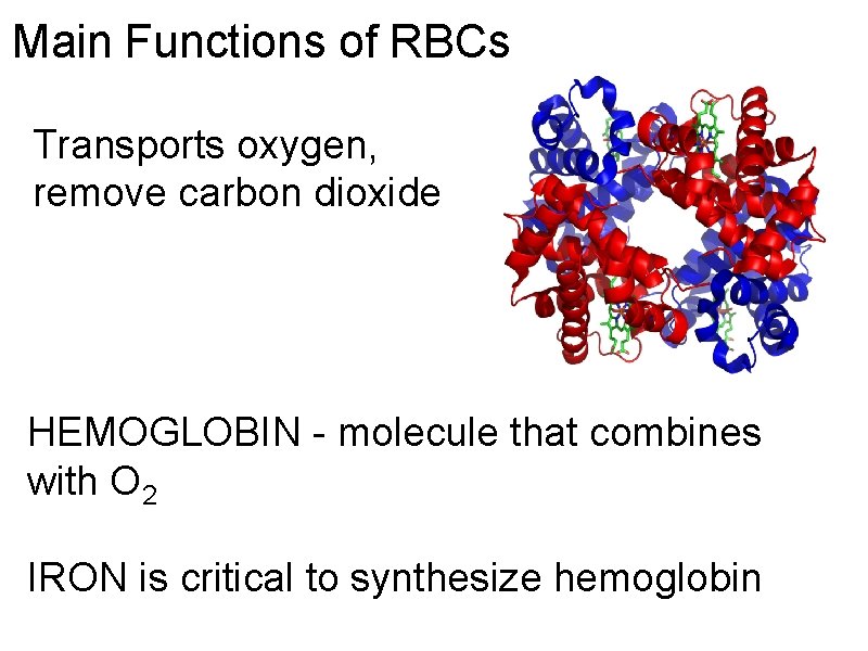 Main Functions of RBCs Transports oxygen, remove carbon dioxide HEMOGLOBIN - molecule that combines