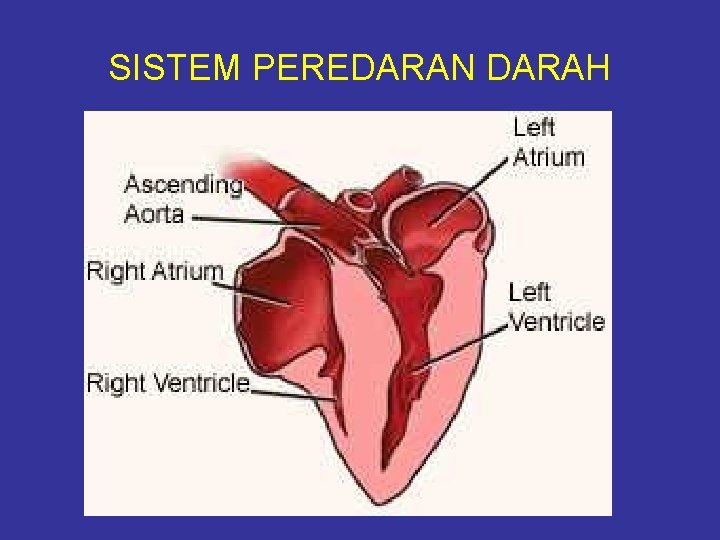 SISTEM PEREDARAN DARAH 