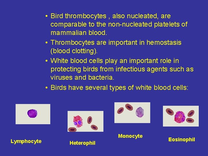  • Bird thrombocytes , also nucleated, are comparable to the non-nucleated platelets of