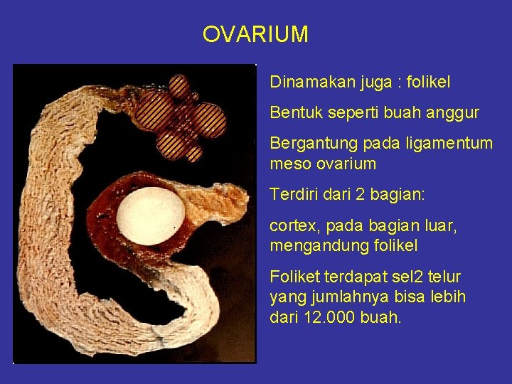 OVARIUM Dinamakan juga : folikel Bentuk seperti buah anggur Bergantung pada ligamentum meso ovarium