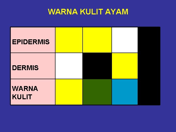 WARNA KULIT AYAM EPIDERMIS WARNA KULIT 