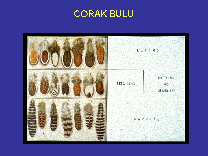 CORAK BULU 