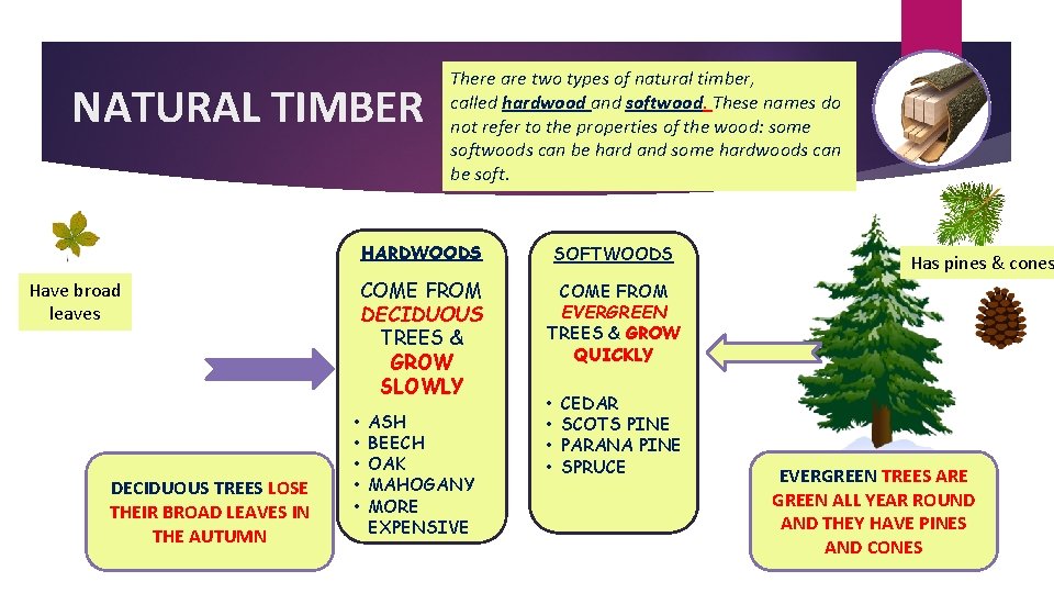 NATURAL TIMBER Have broad leaves DECIDUOUS TREES LOSE THEIR BROAD LEAVES IN THE AUTUMN