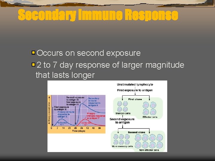 Secondary Immune Response Occurs on second exposure 2 to 7 day response of larger