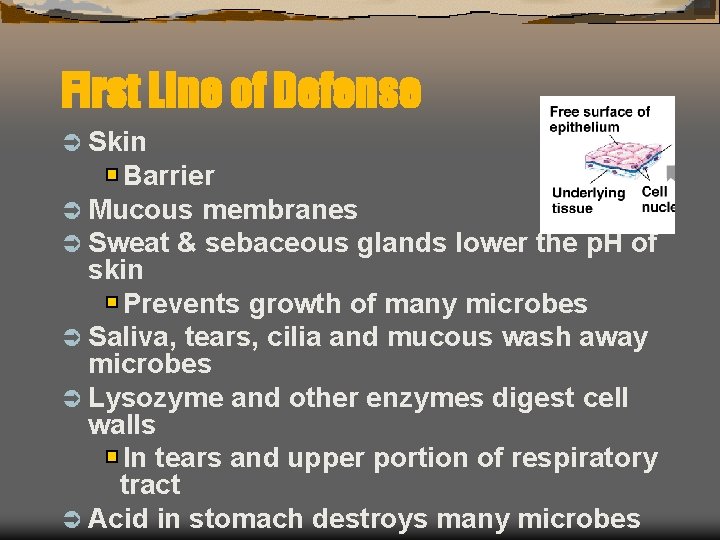 First Line of Defense Ü Skin Barrier Ü Mucous membranes Ü Sweat & sebaceous