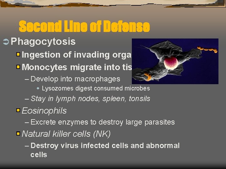 Second Line of Defense Ü Phagocytosis Ingestion of invading organisms Monocytes migrate into tissues