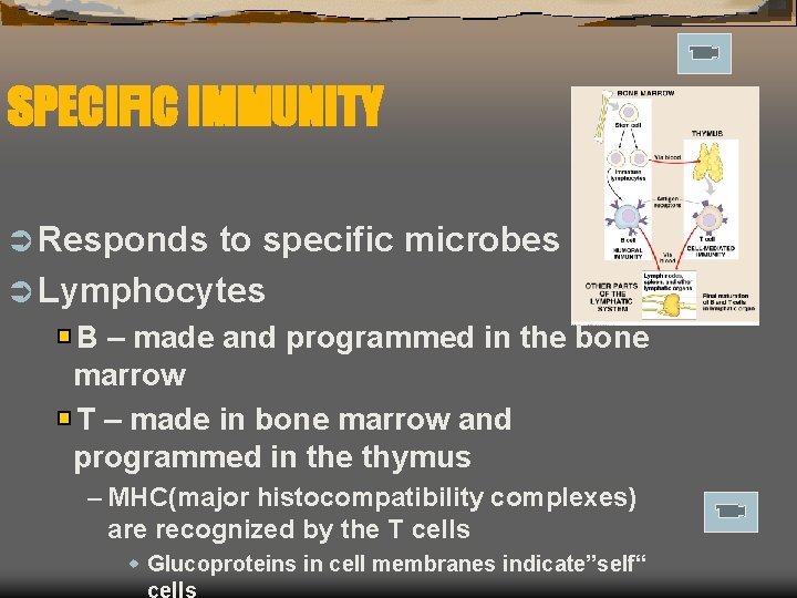 SPECIFIC IMMUNITY Ü Responds to specific microbes Ü Lymphocytes B – made and programmed