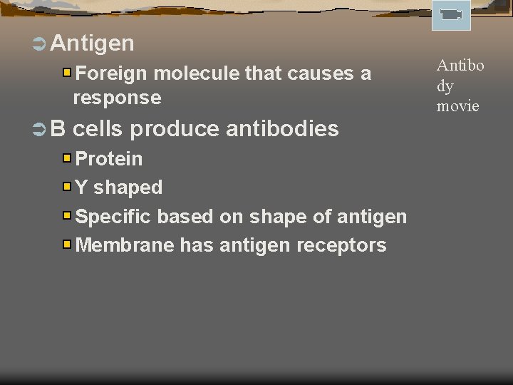 Ü Antigen Foreign molecule that causes a response ÜB cells produce antibodies Protein Y