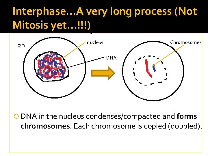 Interphase…A very long process (Not Mitosis yet…!!!) 2 n nucleus Chromosomes DNA in the