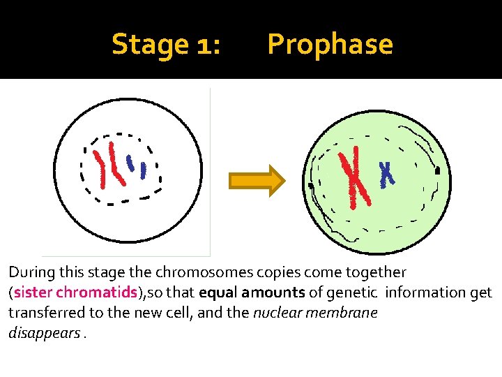 Stage 1: Prophase During this stage the chromosomes copies come together (sister chromatids), so