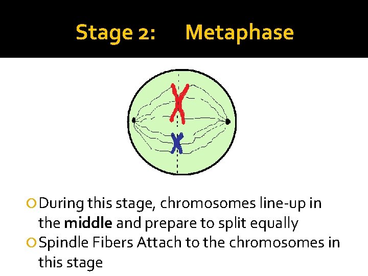Stage 2: Metaphase During this stage, chromosomes line-up in the middle and prepare to