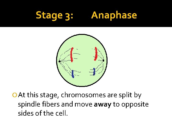 Stage 3: Anaphase At this stage, chromosomes are split by spindle fibers and move