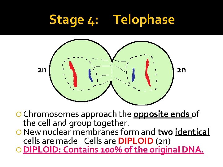Stage 4: 2 n Telophase 2 n Chromosomes approach the opposite ends of the