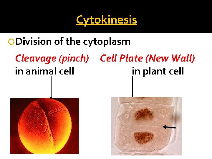 Cytokinesis Division of the cytoplasm Cleavage (pinch) in animal cell Cell Plate (New Wall)
