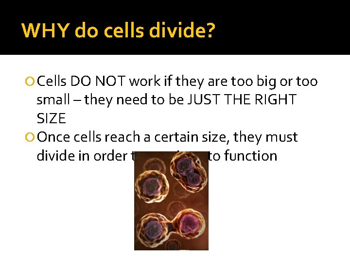 WHY do cells divide? Cells DO NOT work if they are too big or