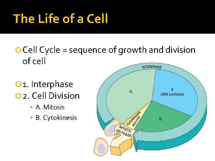 The Life of a Cell Cycle = sequence of growth and division of cell