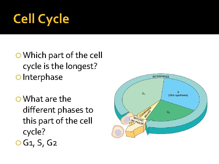 Cell Cycle Which part of the cell cycle is the longest? Interphase What are