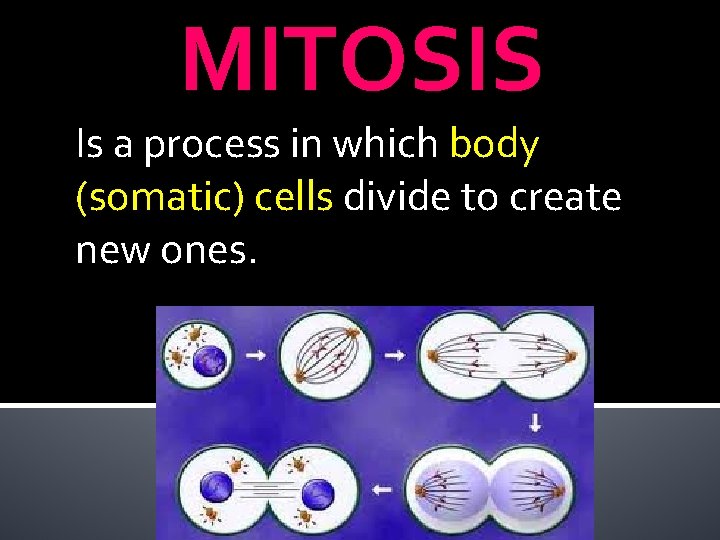 MITOSIS Is a process in which body (somatic) cells divide to create new ones.