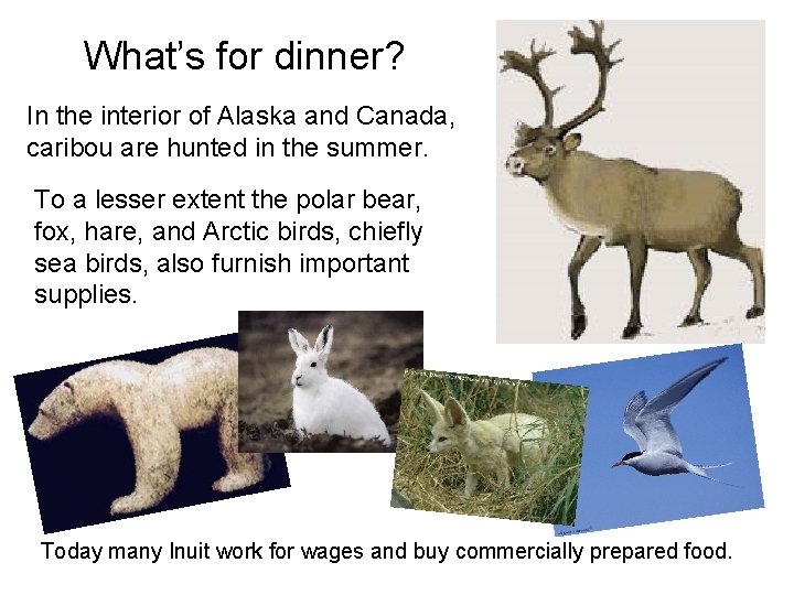 What’s for dinner? In the interior of Alaska and Canada, caribou are hunted in