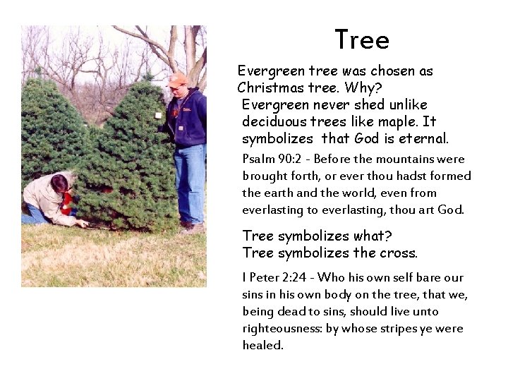 Tree Evergreen tree was chosen as Christmas tree. Why? Evergreen never shed unlike deciduous