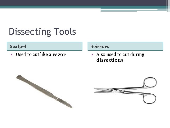 Dissecting Tools Scalpel Scissors • Used to cut like a razor • Also used