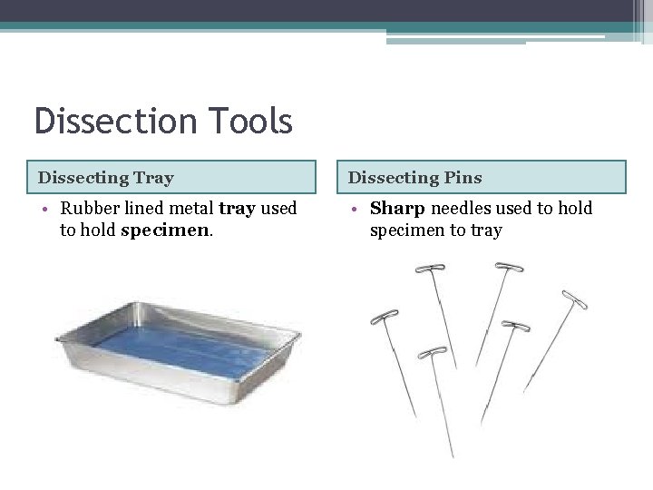 Dissection Tools Dissecting Tray Dissecting Pins • Rubber lined metal tray used to hold