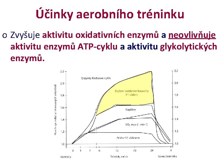 Účinky aerobního tréninku o Zvyšuje aktivitu oxidativních enzymů a neovlivňuje aktivitu enzymů ATP-cyklu a